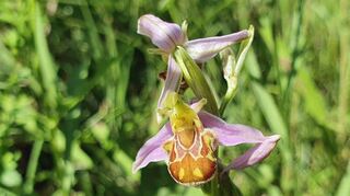 Eine blühende Bienen-Ragwurz.