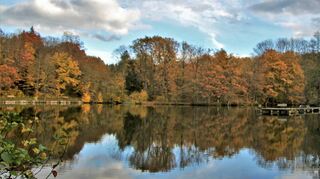 Das Land Baden-Württemberg wird im Zuge eines Tauschvertrags mit der bisherigen Eigentümerin rund 170 Hektar Waldfläche bei Oberbalbach und Messelhausen erwerben. Das Bild zeigt einen Teilabschnitt des Zugewinns für den tauberfränkischen Staatswald beim Marstadter See auf Gemarkung Messelhausen.