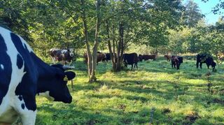 Auszeichnung für emissionsarme Landwirtschaft und Landschaftspflege: Leon Scholl wurde als Partner des Naturparks Neckartal-Odenwald ausgezeichnet.