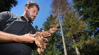 Ein Förster hält vor einer befallenen Fichte ein Stück Baumrinde in der Hand, in dem sich Borkenkäfer befinden. Der heiße Sommern befeuert die Vermehrung des Borkenkäfers in den deutschen Wäldern.
