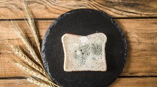 Wird Schimmel auf Brot sichtbar, können die Schimmelpilzgifte nicht durch abkratzen oder abschneiden entfernt werden.