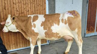 3000 Euro erlöste die in allen Belangen ausgeglichene Isimo-Tochter mit 33,6 kg Milch von Familie Kappes aus Boxberg-Bobstadt.