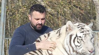 Auch beim täglichen Training geht es laut Robano Kübler zwischen ihm und seinen Bengaltigern nicht um Befehlsgeber und Befehlsempfänger, sondern um Teamarbeit unter Partnern.