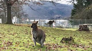Erst ein Jahr und schon neugierig, die Welt zu erkunden: Bennett-Känguru „Lucy“ ist nach seinem „Freigang“ wieder wohlbehalten zurückgekehrt.
