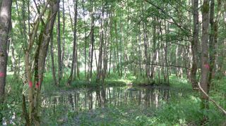 Bis 2016 war das Biotop in Sennfeld völlig zugewuchert.