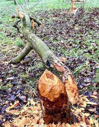 Biber haben fleißig an den Bäumen der Familie Bauer genagt und Dämme im Muckbach gebaut.