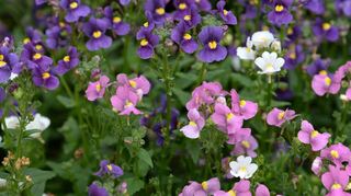 Löwenmäulchen gehören zu den Cool Flowers, die sich früher aussäen und damit früher zur Blüte bringen lassen.