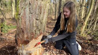 Der „Fällkerb“ bestimmt die Fallrichtung: Schülerinnen und Schüler müssen auf dem Kappelberg am „Honsbronner Graben“ mit dem Beil arbeiten.