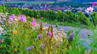 Raus in die Natur: Während der Frühlings- und Sommermonate werden unter anderem wieder wöchentliche Weingästeführungen in Markelsheim angeboten.