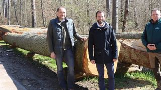 Bürgermeister Wolfram Bernhardt (Mitte), Rainer Scholl (links) und Revierleiter Ralph Melzer vor dem „Bilderbuch-Stamm“, der für 11 000 Euro versteigert wurde.