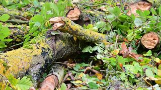 Deutlich mehr Holz, als eigentlich geplant, musste im Jahr 2021 aus dem Großrinderfelder Gemeindewald entnommen werden. Schuld waren Trockenheit und Schädlingsbefall.