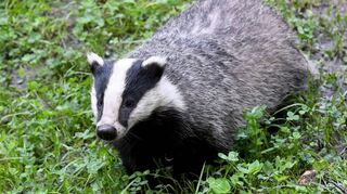 Ein junger Dachs: Drei seiner Artgenossen hat ein bislang unbekannter Täter in einer Güllegrube im Weikersheimer Ortsteil Nassau „entsorgt“.