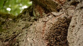 Frisch eingezogen: Die Bienen sitzen am Eingang der Baumhöhle im Stamm einer Linde in Kembach.