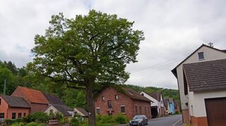 Die große Linde an der Kembachtalstraße beherbergt nun tausende Bienen. Die Insekten bezogen eine Baumhöhle.