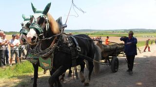 Marco Zahn war mit seinen zwei Pferden als Holzrücker zum Festtag der Waldverwertungsgesnossenschaft nach Hainstadt gekommen.