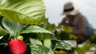 Mit etwas Gärtner-Wissen gedeihen die Erdbeeren bei Ihnen ebenso prachtvoll.