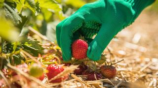 Erdbeeren sind empfindlich - Vorsicht bei der Ernte.