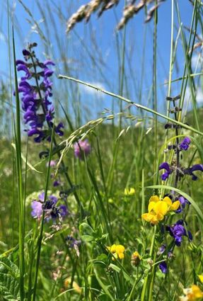 Artenreiche Wiese mit Wiesensalbei und Hornschotenklee.