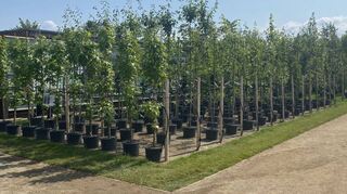 Der Beitrag der Baumschulen auf der Bundesgartenschau.