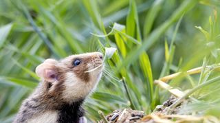 Feldhamster sind eine bedrohte Tierart. Deshalb muss bei Bauprojekten wie einer neuen Bahnlinie ihr Lebensraum besonders beachtet werden.
