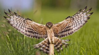 Die äußerst seltene Wiesenweihe steht im Mittelpunkt eines Vortrags am Montag, 3. Juli, um 19 Uhr im Gemeindehaus Waldmannshofen.