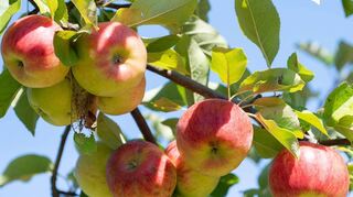 MdL Dr. Wolfgang Reinhart will sich verstärkt für den Erhalt von Streuobstwiesen einsetzen.