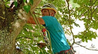 Andreas Schätzlein reißt Efeu vom Stamm einer Rosskastanie. Die Kletterpflanze nimmt dem Baum das Licht, das er für die Photosynthese braucht.
