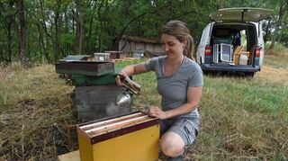 Mit Rauch aus dem so genannten Smoker werden die Bienen beruhigt beziehungsweise abgelenkt. Sie sind dann weniger angriffslustig.