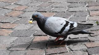 Passanten hinterlassen – oft unbewusst – Futter für Tauben, wie hier auf dem Wertheimer Marktplatz.