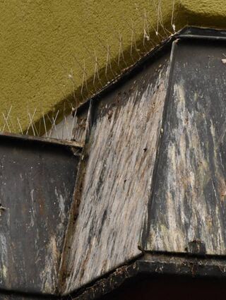 Selbst wenn Fassadenvorsprünge mit Abwehrstacheln gesichert werden, hinterlassen Tauben Kot.