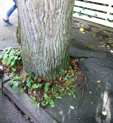 Kaum Platz um den Stamm und wenig Raum unter dem Asphalt: Ein Stadtbaum in der Eichendorffstraße demonstriert seinen Lebenswillen.