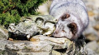 Was gibt es hier denn zu entdecken? Die Fränkischen Nachrichten bieten ihren Lesern einen seltenen Blick hinter die Kulissen des Wildparks – am 1. September.