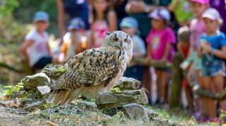 Zahlreiche Greifvögel können im Wildpark Bad Mergentheim in ihren jeweiligen Lebensräumen erlebt werden – darunter Uhus (Bild), Schneeeulen, Gänsegeier, Falken oder Weißkopfseeadler. Die neue Vogelanlage kommt vor allem Uhus und Schneeeulen zugute, die mehr Platz erhalten.