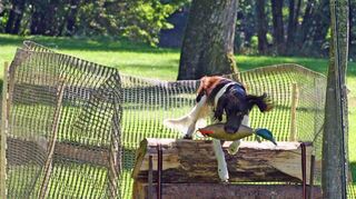 Jagdhund apportiert die (Gummi-)Ente über ein Hindernis hinweg.