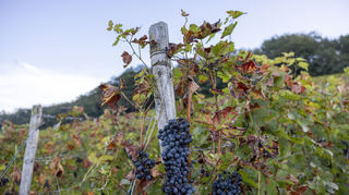 Trauben hängen an Weinreben in einem Weinberg.