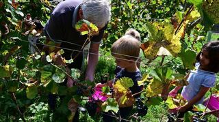 Fleißig packten die Kindergartenkinder bei der Traubenlese im Schauweinberg hinter der Zehnscheune in Grünsfeld mit an.