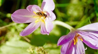 Schwebfliege zu Besuch bei der für Menschen giftigen Lila-Blütenschönheit, der Herbstzeitlose.