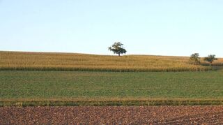 Auf Gemarkung Uissigheim sollen Freiflächenphotovoltaikanlagen entstehen.