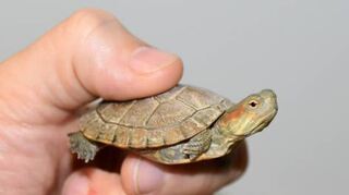 Kleine Schildkröte.