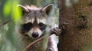 Der Waschbär bedroht heimische Tierarten.