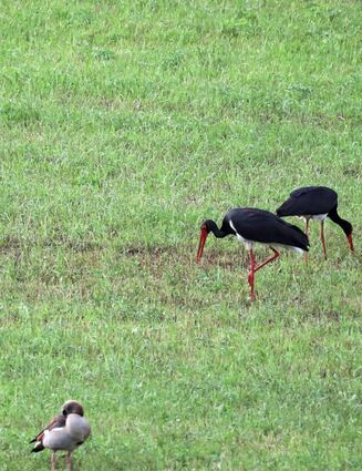 Schwarzstörche (linkes Bild, oben) lassen sich immer wieder zur Nahrungsaufnahme auf Feuchtwiesen im Morretal nieder, ebenso die aus Afrika zugewanderten Nilgänse. Immer wieder sichtet das Ehepaar Mössinger auch den Eisvogel (mittleres Bild), der sich von kleinen Fischen ernährt. Auch der Rotmilan ist häufiger Gast im Morretal.