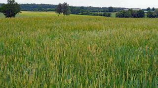 Ein derart massives Auftreten von Ackerfuchsschwanz kann man nur mit einem geeignetem Nachernte- und Samenmanagement in den Griff bekommen.