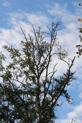 Neue Aufgabe für die Schadbuche als Habitatbaum für Vögel.