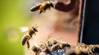 Bienen wohnen in Bienenstöcken.