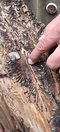 Borkenkäferspuren unter der Rinde eines gefällten Baums.