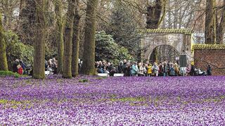 Rund vier Millionen Krokusse blühten in diesem Frühjahr im Husumer Schlosspark und sind damit eine echte Touristenattraktion. So ähnlich könnte es auch rund um das Schlösschen im Hofgarten in ein paar Jahren aussehen.
