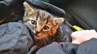 Die Gemeinde unterstützt den Tierschutzverein und will so die Situation mit den Streunerkatzen in den Griff bekommen.