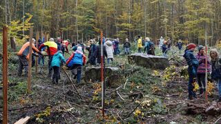 84 Schülerinnen und Schüler der fünften Klassen waren gemeinsam mit ihren Klassenlehrern und einigen Paten aus der 10. Klasse aktiv, um ein 0,25 Hektar großes Waldstück wieder mit Jungpflanzen aufzuforsten.