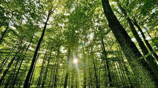 Der Wald der Gemeinde Ahorn ist für den Betrachter schön anzusehen – doch nicht nur der Borkenkäfer sorgt für einige Unwägbarkeiten.