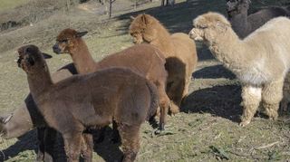 Alpakas stammen ursprünglich aus Südamerika.